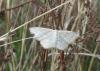 Scopula virgulata